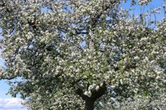 20250422_Bluestfahrt20