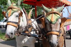 Waldschenke-Ausflug02