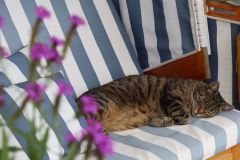  Hauskatze "Balou"