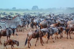 2025-11-10_Tiergeschichten_35