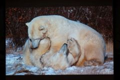 2025-11-10_Tiergeschichten_61