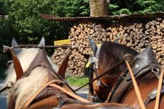 20260624_Waldschenke22
