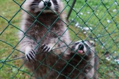 20240911_Ausflug_Plaettli-Zoo_69