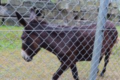 20240911_Ausflug_Plaettli-Zoo_71