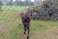 20240911_Ausflug_Plaettli-Zoo_72