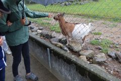 20240911_Ausflug_Plaettli-Zoo_77