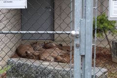 Ausflug_Plaettli-Zoo_55