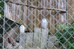 Ausflug_Plaettli-Zoo_63