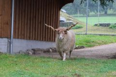 Ausflug_Plaettli-Zoo_65