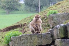 Ausflug_Plaettli-Zoo_70