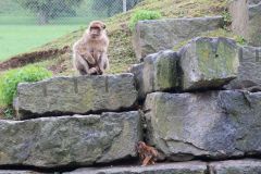 Ausflug_Plaettli-Zoo_74